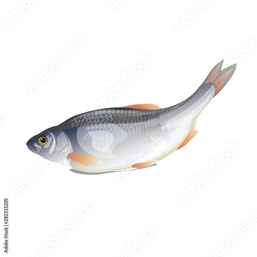 Freshwater fish roach