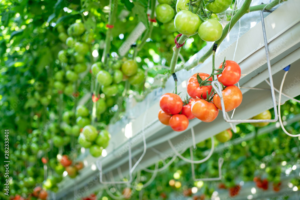 Beautiful Red Ripe Tomatoes Grown in Greenhouse