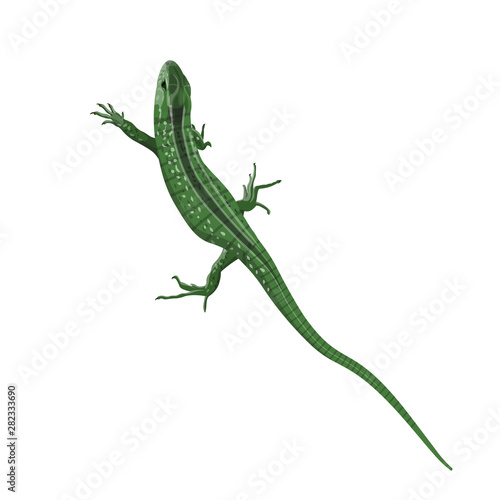 Wallpaper Mural Green lizard vector