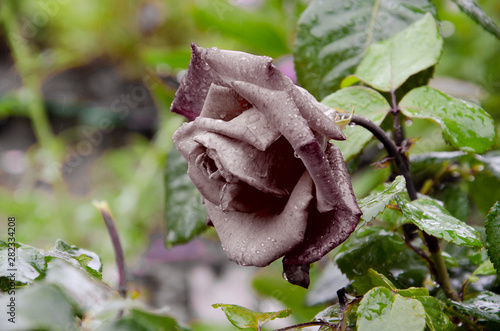 Coral rose flower. Detailed retouch