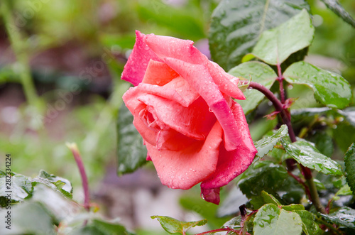 Coral rose flower. Detailed retouch