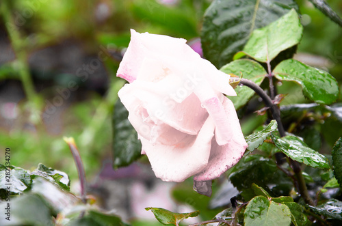 Coral rose flower. Detailed retouch
