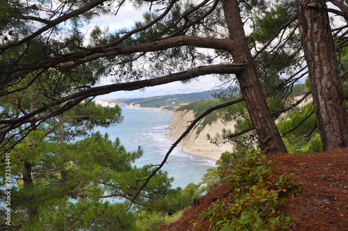Pine trees on the Black Sea coast of the Caucasus. Russia