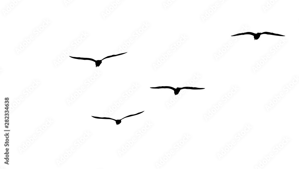 flock of migratory seagulls, silhouette flock of migratory seagulls, silhouette