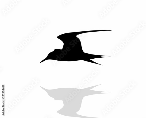 Tern bird over water, silhouette