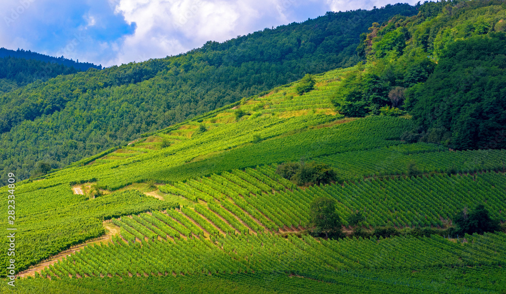 Rows Of vineyard grape vines, sommer landscape. Vineyards of France Rows Of vineyard grape vines, sommer landscape. Vineyards of France
