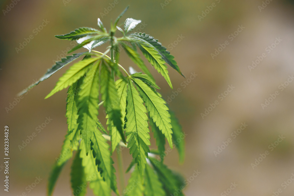 Cannabis plant growing outdoors, lit by warm morning light. Cultivation marijuana. Beautiful hemp bush CBD, marijuana vegetation plants, background green. A place for copy space Cannabis plant growing outdoors, lit by warm morning light. Cultivation marijuana. Beautiful hemp bush CBD, marijuana vegetation plants, background green. A place for copy space