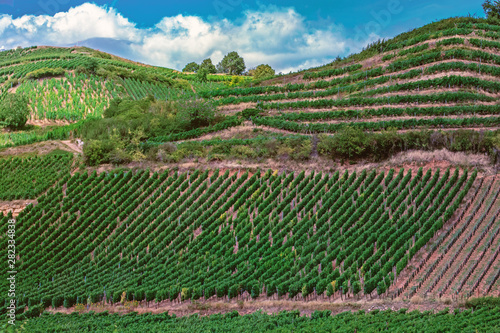 Rows Of vineyard grape vines, sommer landscape. Vineyards of France