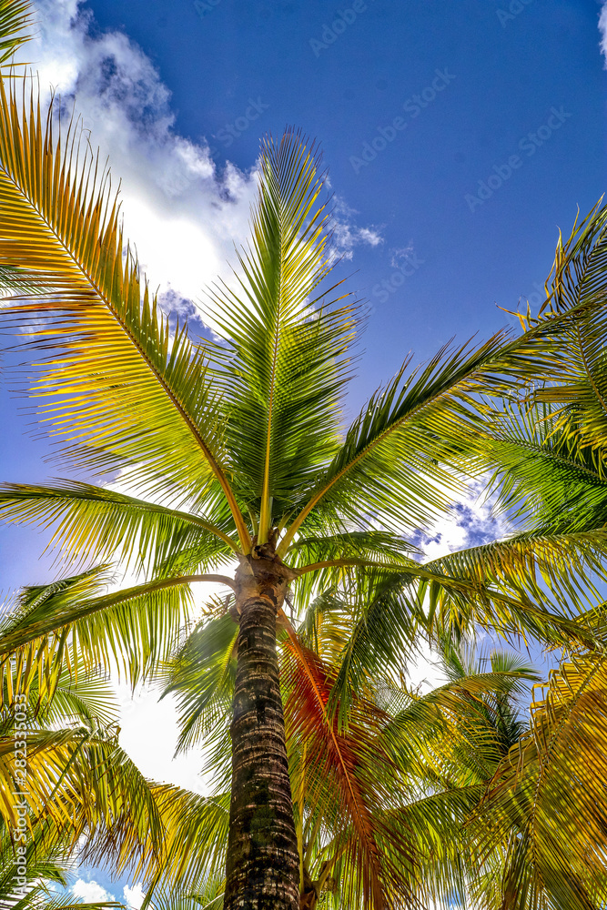 Fototapeta premium Roatan, Honduras