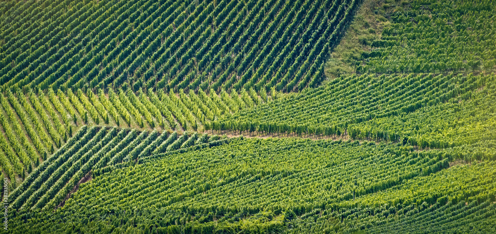 Rows Of vineyard grape vines, sommer landscape. Vineyards of France