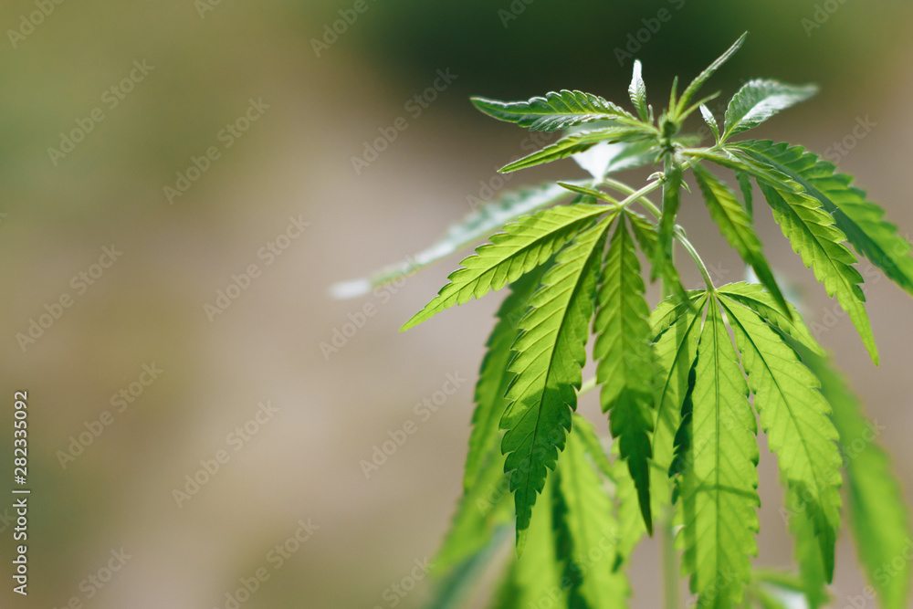 Cannabis plant growing outdoors, lit by warm morning light. Cultivation marijuana. Beautiful hemp bush CBD, marijuana vegetation plants, background green. A place for copy space Cannabis plant growing outdoors, lit by warm morning light. Cultivation marijuana. Beautiful hemp bush CBD, marijuana vegetation plants, background green. A place for copy space