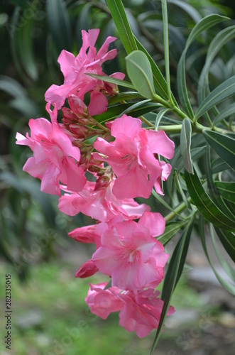 Em flor