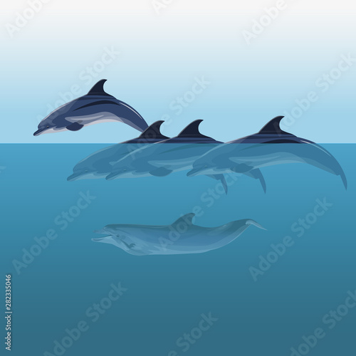Fototapeta Flock dolphins vector