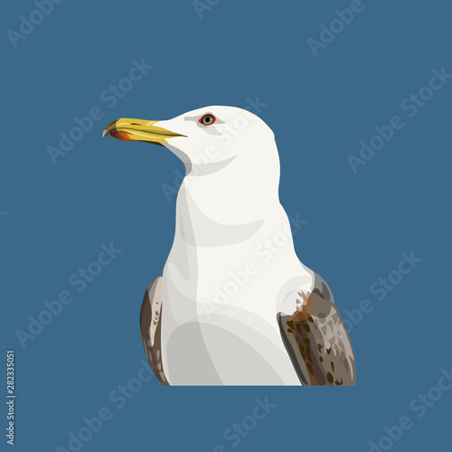 Portrait of a seagull