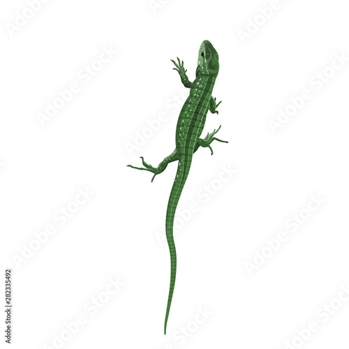 Green lizard vector