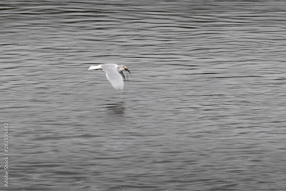 Seagull Flies By with Fish in Beak Seagull Flies By with Fish in Beak