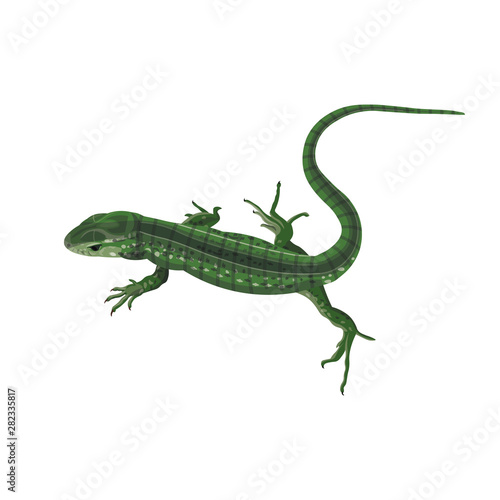 Green lizard vector