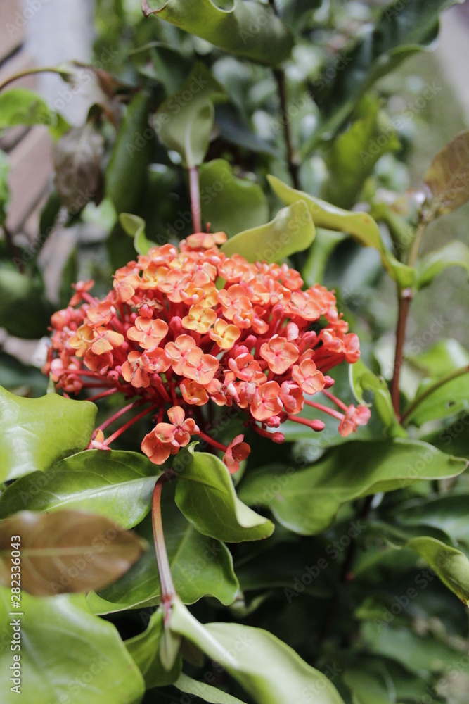 Flores Flores