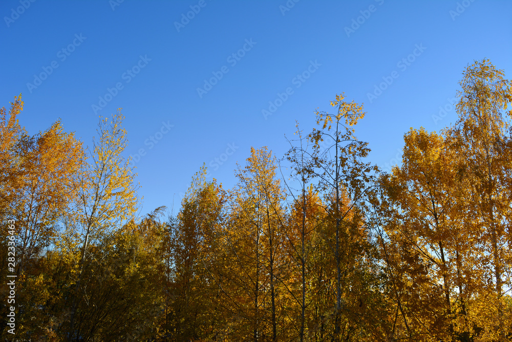Golden trees on the background of blue sky in autumn.