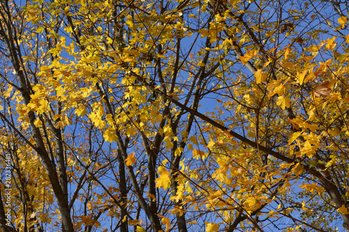 Autumn view with beautiful maple trees. Branches with yellow leaves in on the background of blue sky.