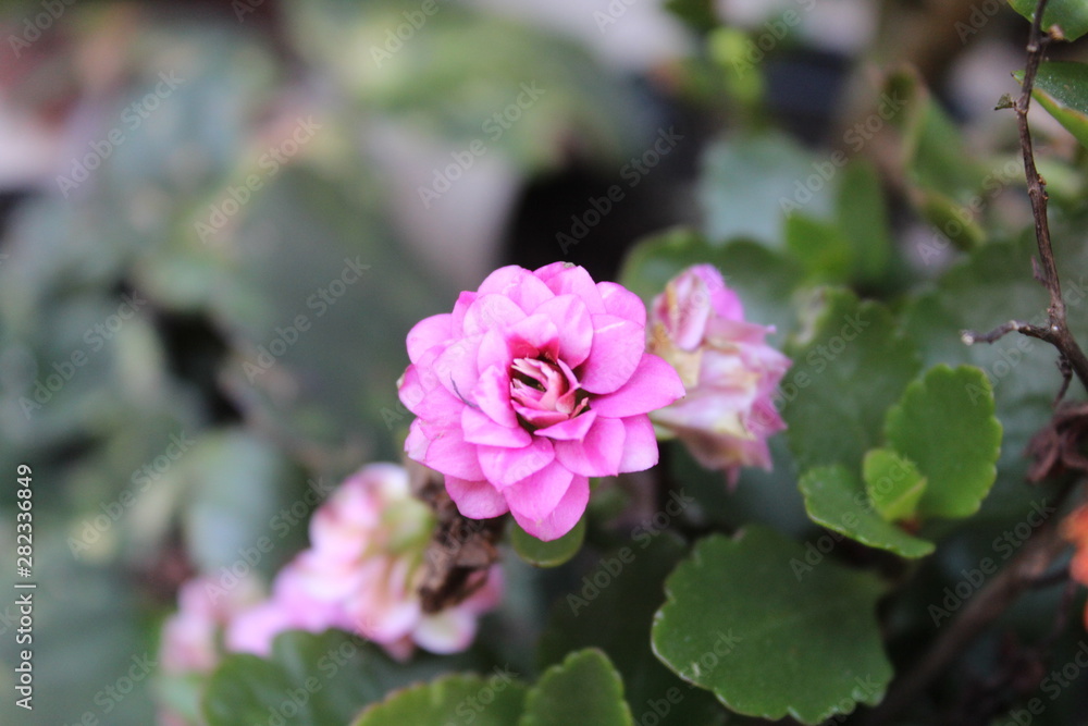 Flores Flores