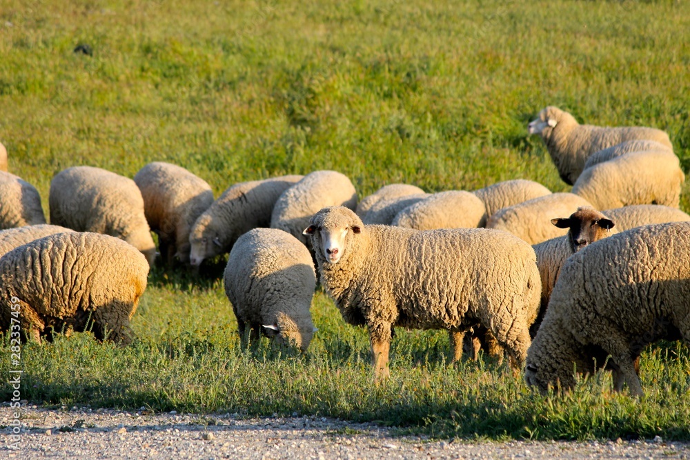 Obraz premium Heard of sheep