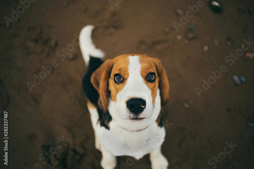 Small dog, beagle puppy walking on the beach