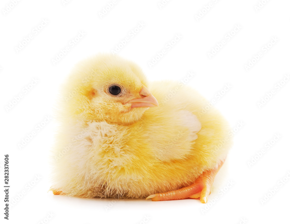 Obraz premium Small yellow chicken.