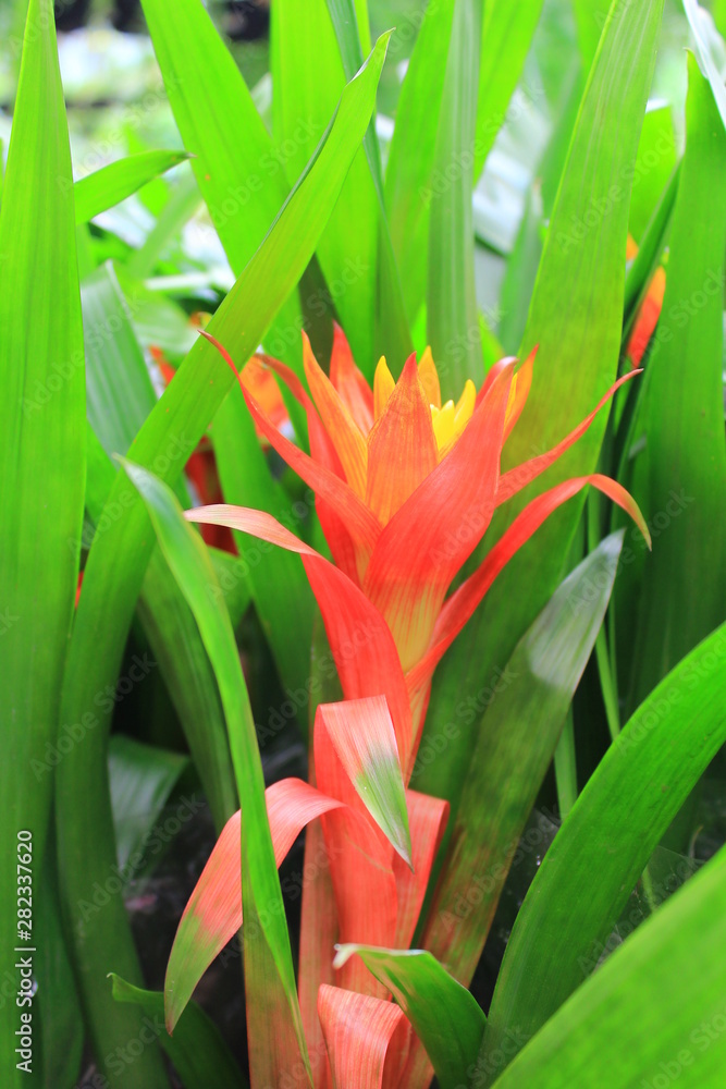 Obraz premium Flores