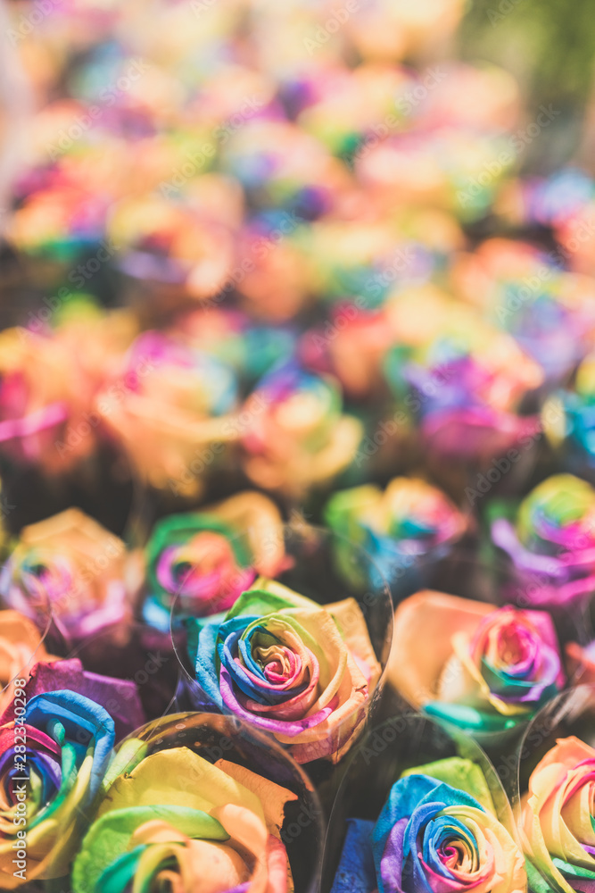 Rainbow multi colored roses pride gay symbol celebrating hbtq rights