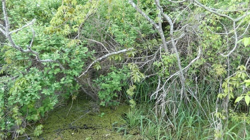 High water on river bank. photo