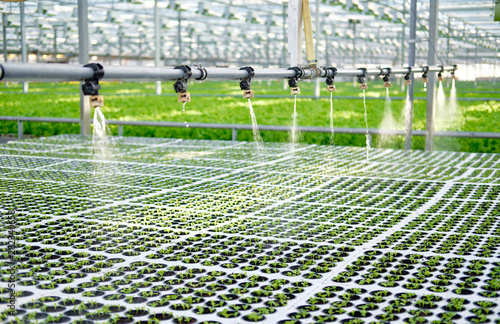 Konstfotografi Watering Young Plants Sprout in Potty Greenhouse