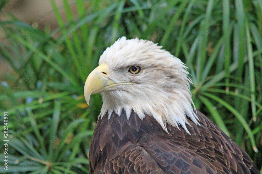Fototapeta premium Head of bald eagle