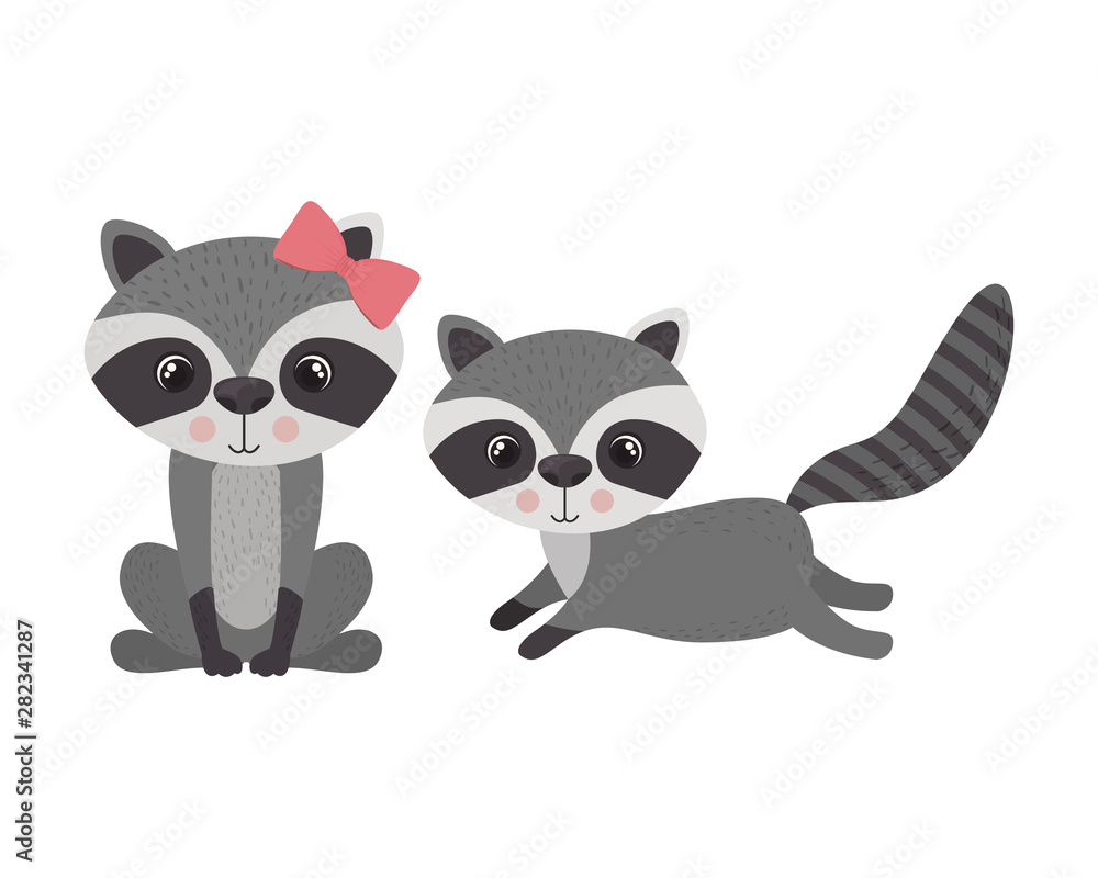 cute couple of raccoons on white background