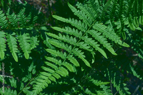 natural background of leaves. Natural green young ostrich fern or shuttlecock fern leaves Matteuccia struthiopteris on each other