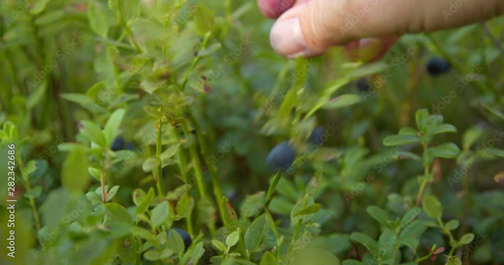 Picking blueberies in wild forest slow motion Picking blueberies in wild forest slow motion