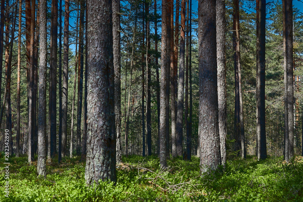 view of the dark forest in summer. Russian forest. nature of Russia. Russia, Kaluga region