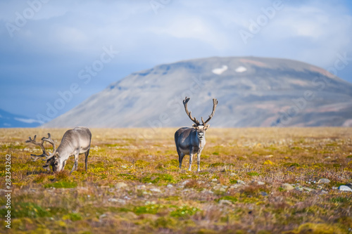 Landscape with wild reindeer. Summer Svalbard. with massive antlers horns deer On the Sunset, Norway. Wildlife scene from nature Spitsbergen 