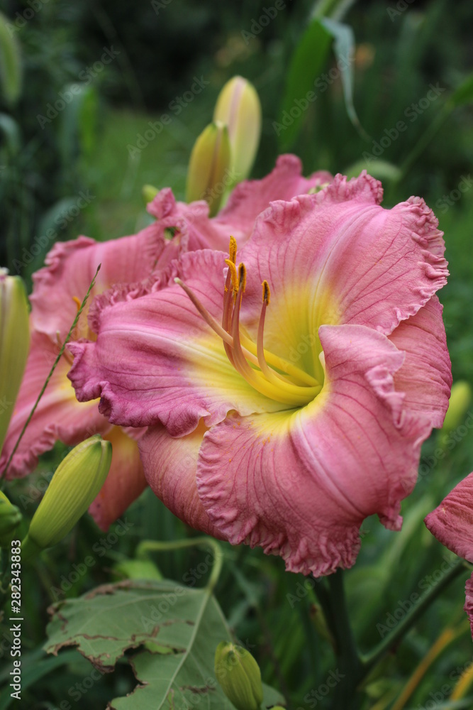 Fototapeta premium Daylily Pink Yellow