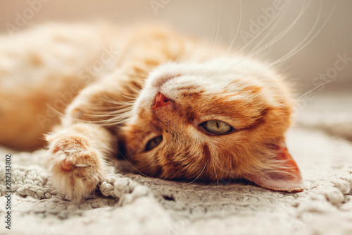 Ginger cat lying on floor rug upside down. Pet relaxing and feeling comfortable at home