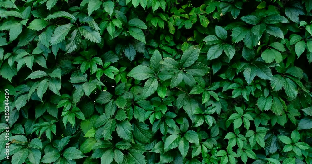 Green lush nature background. Beautiful green leaves blowing in the wind. Green leaf texture. Summer spring bright natural plant background. Vibrant colors foliage closeup. Green lush nature background. Beautiful green leaves blowing in the wind. Green leaf texture. Summer spring bright natural plant background. Vibrant colors foliage closeup.