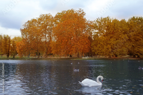 white swan swims in the water of a pond in a beautiful orange autumn landscape