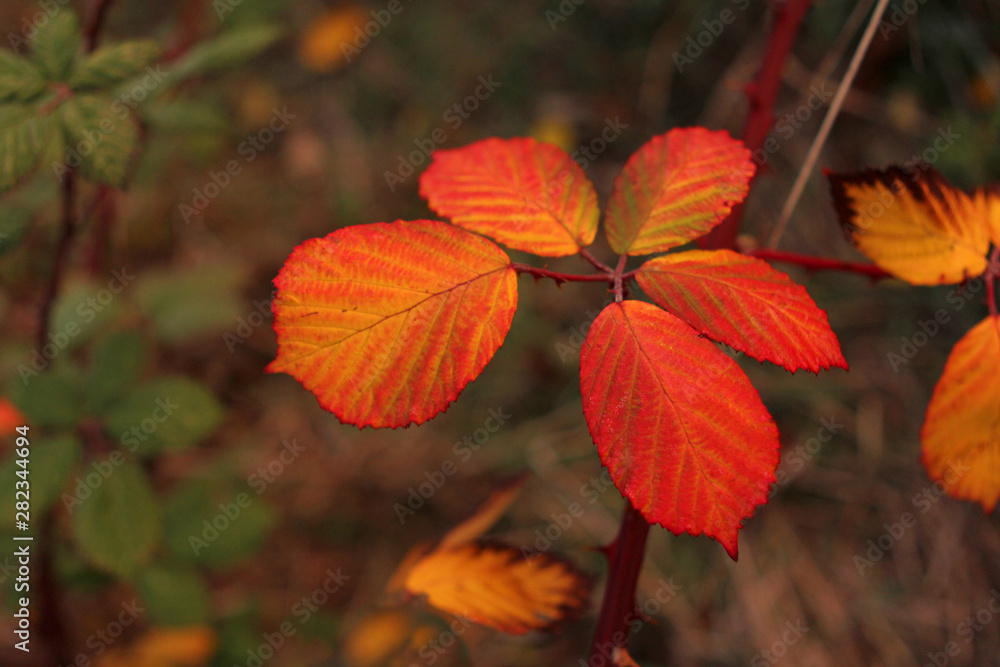 beautiful orange autumn leaves on a tree in the park beautiful orange autumn leaves on a tree in the park