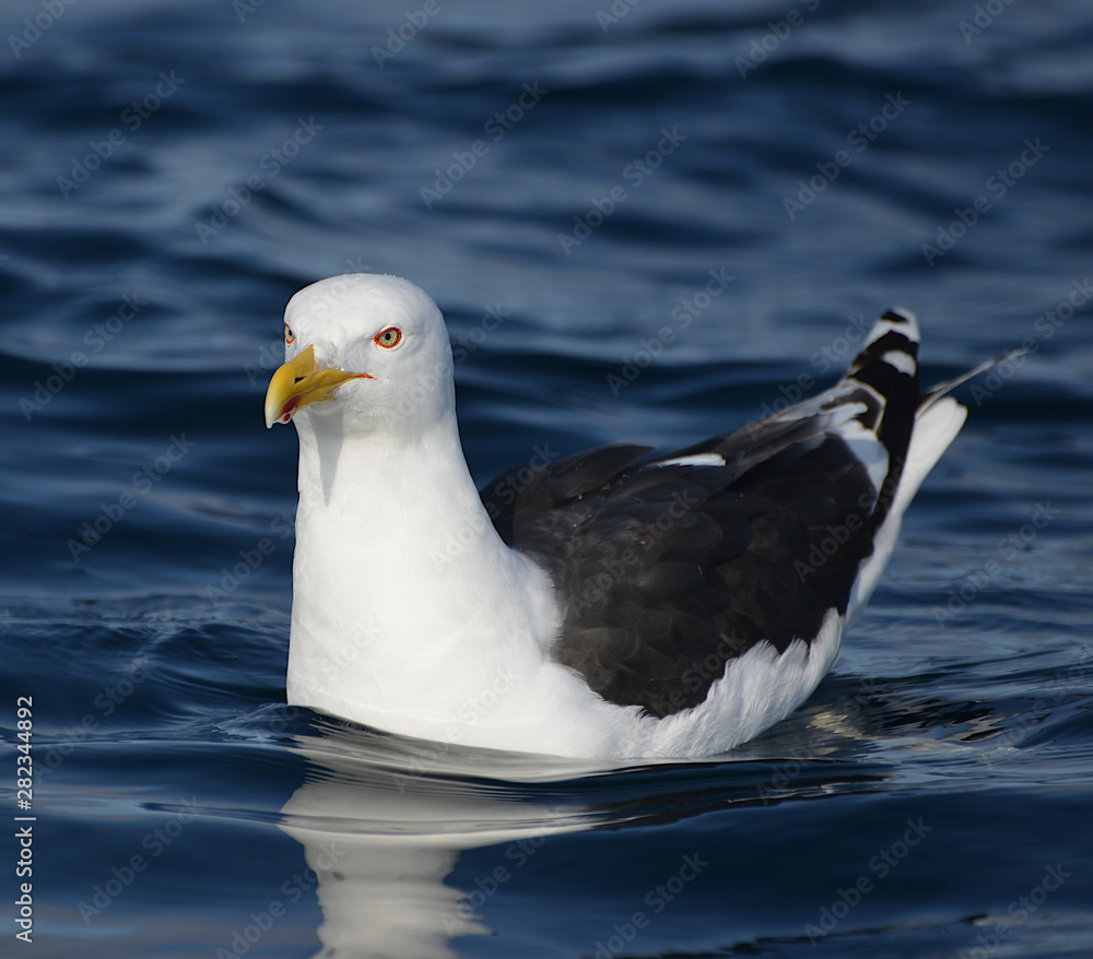 Larus marinus Larus marinus