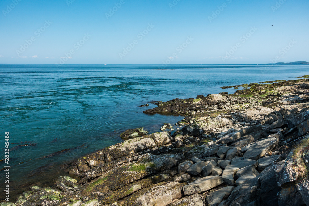 rocky shore line covered with green algae and kelp by the blue ocean under blue sky on a sunny day