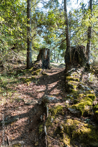 rough trail on the slope under the sun with trees and trunk on both side inside forest
