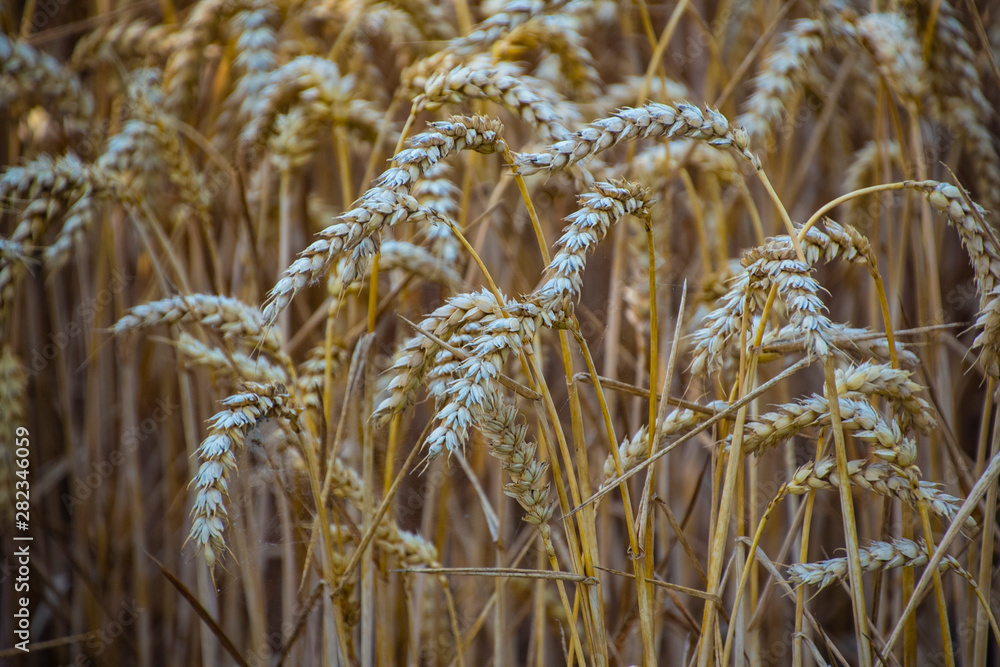 Fototapeta premium Ripe wheat ears in a field. Wheat field.Ears of golden wheat close up. Background of ripening ears of meadow wheat field.