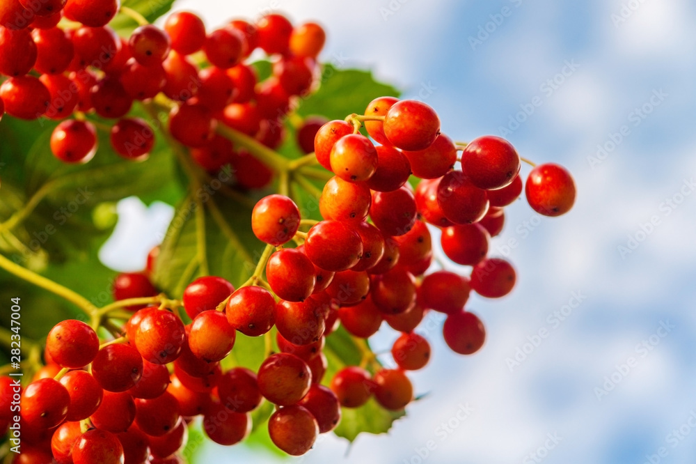 Red viburnum branch in the garden, berries ripen against the sky. Red viburnum branch in the garden, berries ripen against the sky.