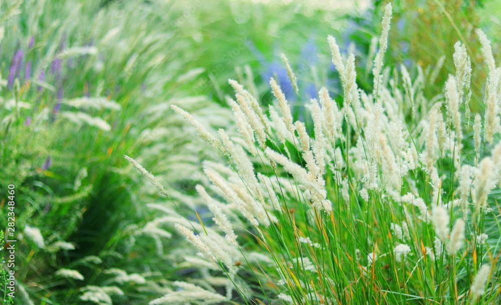 PLANTAS VERDES CON FLORES ALARGADAS, macro, césped, verde, campa, naturaleza, agricultura, trigo, dehesa, nativo, cosecha, al aire libre, fresco, flora PLANTAS VERDES CON FLORES ALARGADAS, macro, césped, verde, campa, naturaleza, agricultura, trigo, dehesa, nativo, cosecha, al aire libre, fresco, flora
