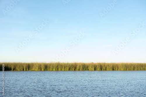 Phragmites reed in the coast of Rio de la Plata River in Buenos Aires, Argentina © Jopstock